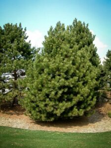 Сосна Чёрная (Pinus Nigra) купить по цене от 270.00р. в интернет-магазине «Посадика» с доставкой почтой в в Алдане и по всей России – [изображение №1].