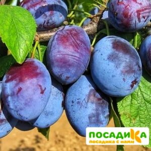 Слива Чачакская ранняя купить по цене от 229.00р. в интернет-магазине «Посадика» с доставкой почтой в в Алдане и по всей России – [изображение №1].