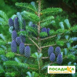 Пихта корейская (Abies koreana) купить по цене от 450.00р. в интернет-магазине «Посадика» с доставкой почтой в в Алдане и по всей России – [изображение №1].