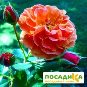 Роза Арабия купить по цене от 350.00р. в интернет-магазине «Посадика» с доставкой почтой в в Алдане и по всей России – [изображение №1].