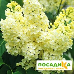 Сирень Примроуз (Primrose) купить по цене от 529.00р. в интернет-магазине «Посадика» с доставкой почтой в в Алдане и по всей России – [изображение №1].