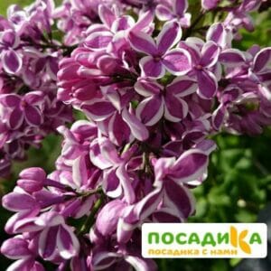 Сирень Сенсация купить по цене от 529.00р. в интернет-магазине «Посадика» с доставкой почтой в в Алдане и по всей России – [изображение №1].