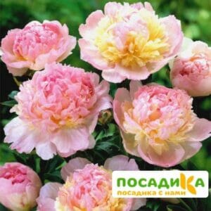 Пион Распберри Сандей (Paeonia Raspberry Sundae) купить по цене от 959р. в интернет-магазине «Посадика» с доставкой почтой в в Алдане и по всей России – [изображение №1].