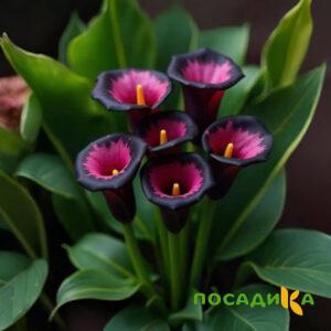 Калла Аура Лейс купить по цене от 400р. в интернет-магазине «Посадика» с доставкой почтой в в Алдане и по всей России – [изображение №1].