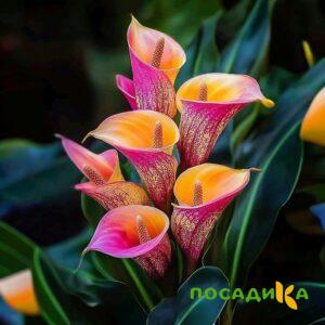 Калла Оникс купить по цене от 450р. в интернет-магазине «Посадика» с доставкой почтой в в Алдане и по всей России – [изображение №1].