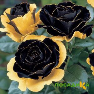 Роза Ханни Сикл купить по цене от 700р. в интернет-магазине «Посадика» с доставкой почтой в в Алдане и по всей России – [изображение №1].