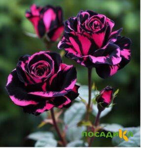 Роза Багровый Шепот купить по цене от 366р. в интернет-магазине «Посадика» с доставкой почтой в в Алдане и по всей России – [изображение №1].