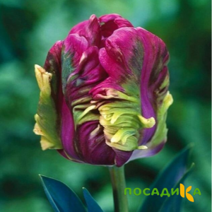 Тюльпан Экзотик Хэвен купить по цене от 186р. в интернет-магазине «Посадика» с доставкой почтой в в Алдане и по всей России – [изображение №1].