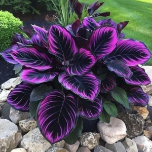 Хоста Люминоза купить по цене от 450р. в интернет-магазине «Посадика» с доставкой почтой в в Алдане и по всей России – [изображение №1].