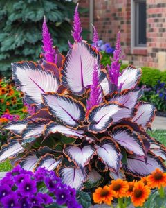 Хоста Кримэн Дрим купить по цене от 549р. в интернет-магазине «Посадика» с доставкой почтой в в Алдане и по всей России – [изображение №1].