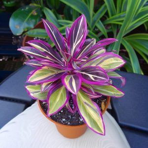 Хоста Сильвер Стик купить по цене от 650р. в интернет-магазине «Посадика» с доставкой почтой в в Алдане и по всей России – [изображение №1].