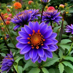 Георгин Лазурит купить по цене от 799р. в интернет-магазине «Посадика» с доставкой почтой в в Алдане и по всей России – [изображение №1].