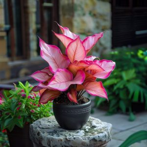 Хоста Розовая Симфония купить по цене от 800р. в интернет-магазине «Посадика» с доставкой почтой в в Алдане и по всей России – [изображение №1].