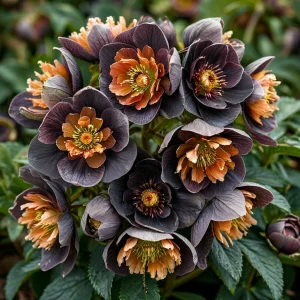 Морозник Блум Айс купить по цене от 499р. в интернет-магазине «Посадика» с доставкой почтой в в Алдане и по всей России – [изображение №1].