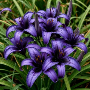 Лилейник Блю Айрис купить по цене от 324р. в интернет-магазине «Посадика» с доставкой почтой в в Алдане и по всей России – [изображение №1].