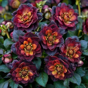 Морозник Сноу Дроп купить по цене от 348р. в интернет-магазине «Посадика» с доставкой почтой в в Алдане и по всей России – [изображение №1].