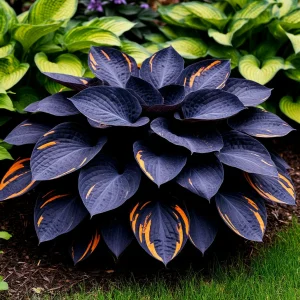 Хоста Умбра купить по цене от 349р. в интернет-магазине «Посадика» с доставкой почтой в в Алдане и по всей России – [изображение №1].