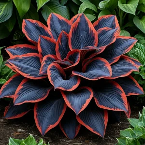 Хоста Солнечный Агат купить по цене от 440р. в интернет-магазине «Посадика» с доставкой почтой в в Алдане и по всей России – [изображение №1].