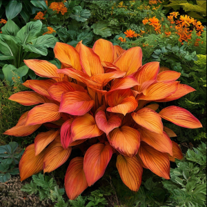 Хоста Солнечный Нектар купить по цене от 605р. в интернет-магазине «Посадика» с доставкой почтой в в Алдане и по всей России – [изображение №1].