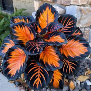 Хоста Сикрет Форест купить по цене от 601р. в интернет-магазине «Посадика» с доставкой почтой в в Алдане и по всей России – [изображение №1].