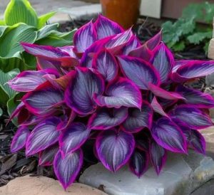 Хоста Сикрет Гарденс купить по цене от 549р. в интернет-магазине «Посадика» с доставкой почтой в в Алдане и по всей России – [изображение №1].