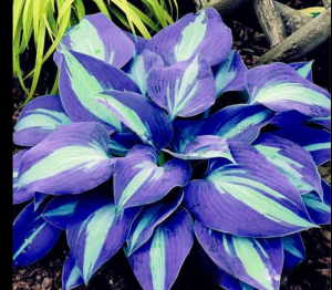 Хоста Аурелия купить по цене от 450р. в интернет-магазине «Посадика» с доставкой почтой в в Алдане и по всей России – [изображение №1].